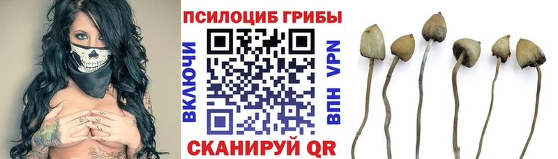 мега зеркало  Лермонтов  Псилоцибиновые грибы GOLDEN TEACHER 